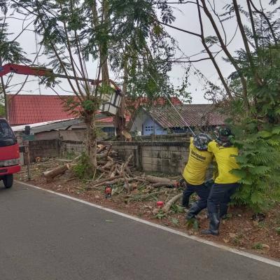 รายงานผลการดำเนินงานตัดต้นไม้